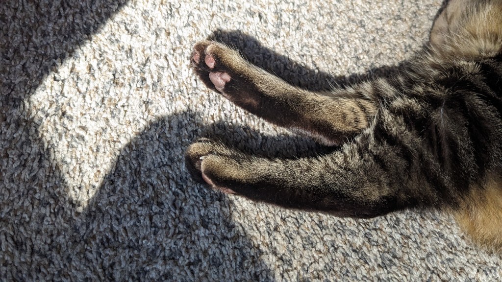 Bean of the Day – Talladega’s Sunbeam&nbsp;Stretch