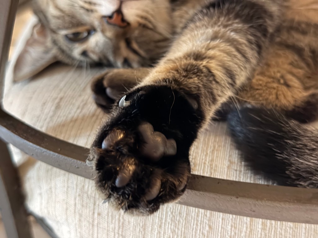Bean of the Day –Reach for the toe&nbsp;bean