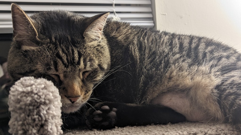 Bean of the Day – Emotional Support Coworker Sleeping on the&nbsp;Job