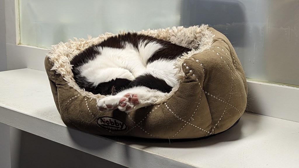 Bean of the Day – Cat Cafe Katers Köök Hamburg Toe&nbsp;Beans